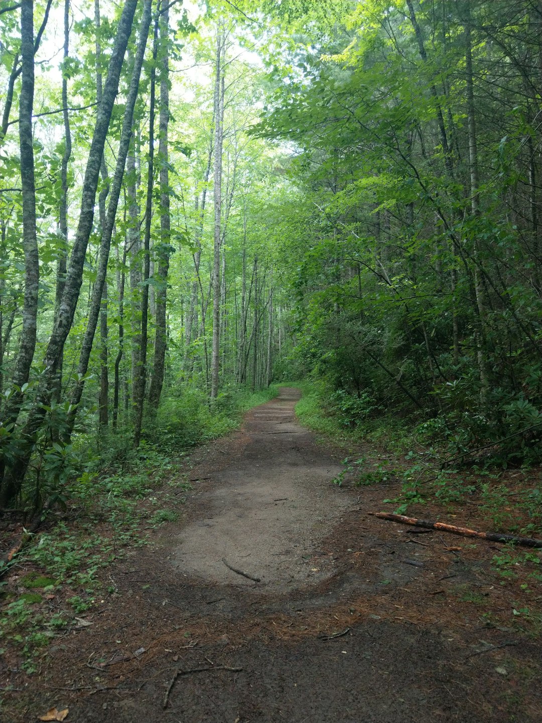 A dirt path winds through a dense green forest.