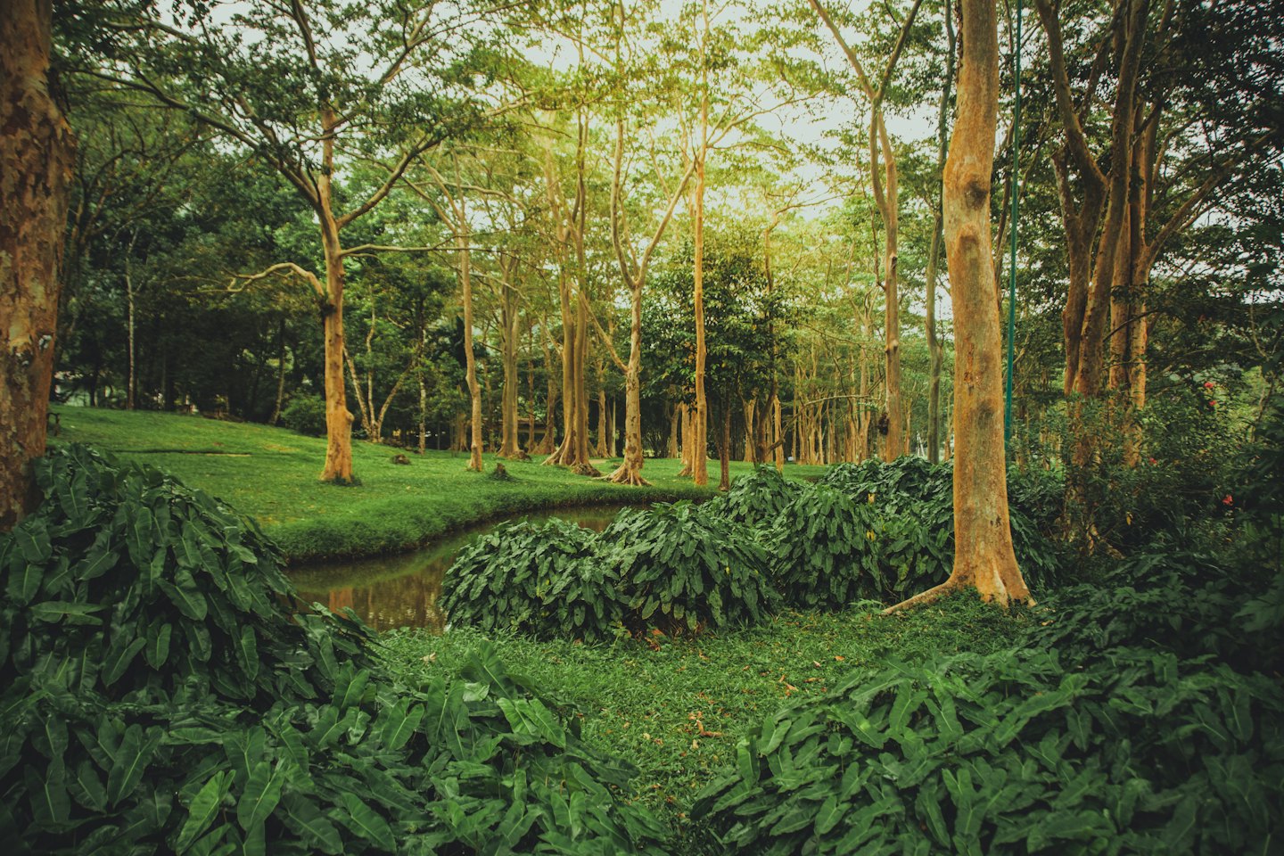 A winding stream flows through a lush green forest.