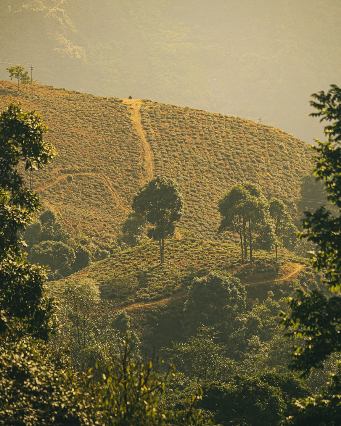 Lush green tea bushes growing on a terraced hillside.