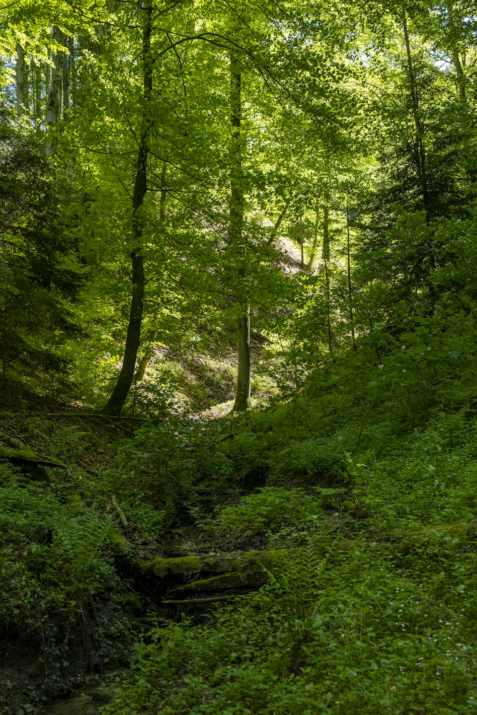 Sunlight filters through the trees of a lush green forest.