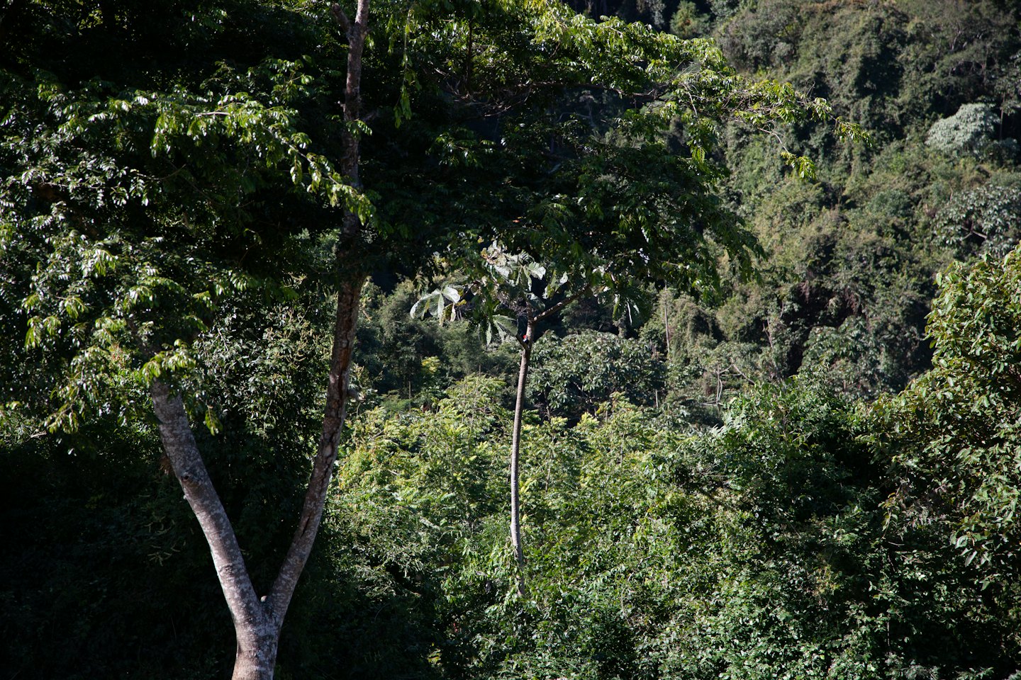 Lush green trees cover the dense hillside.
