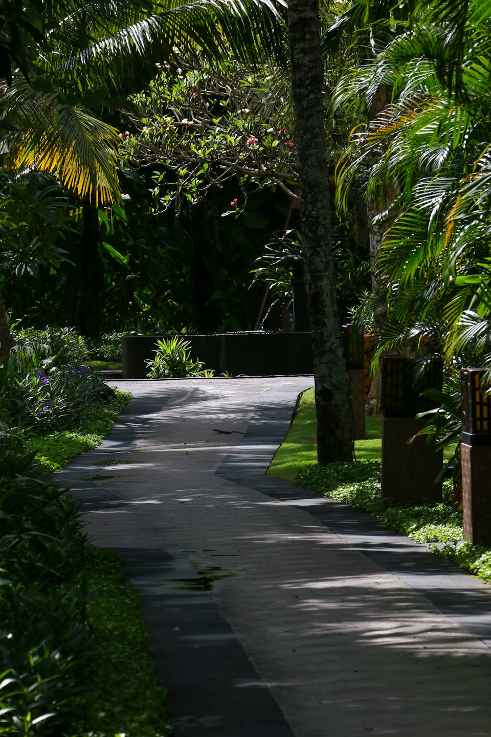 A paved garden path winds through tropical plants.