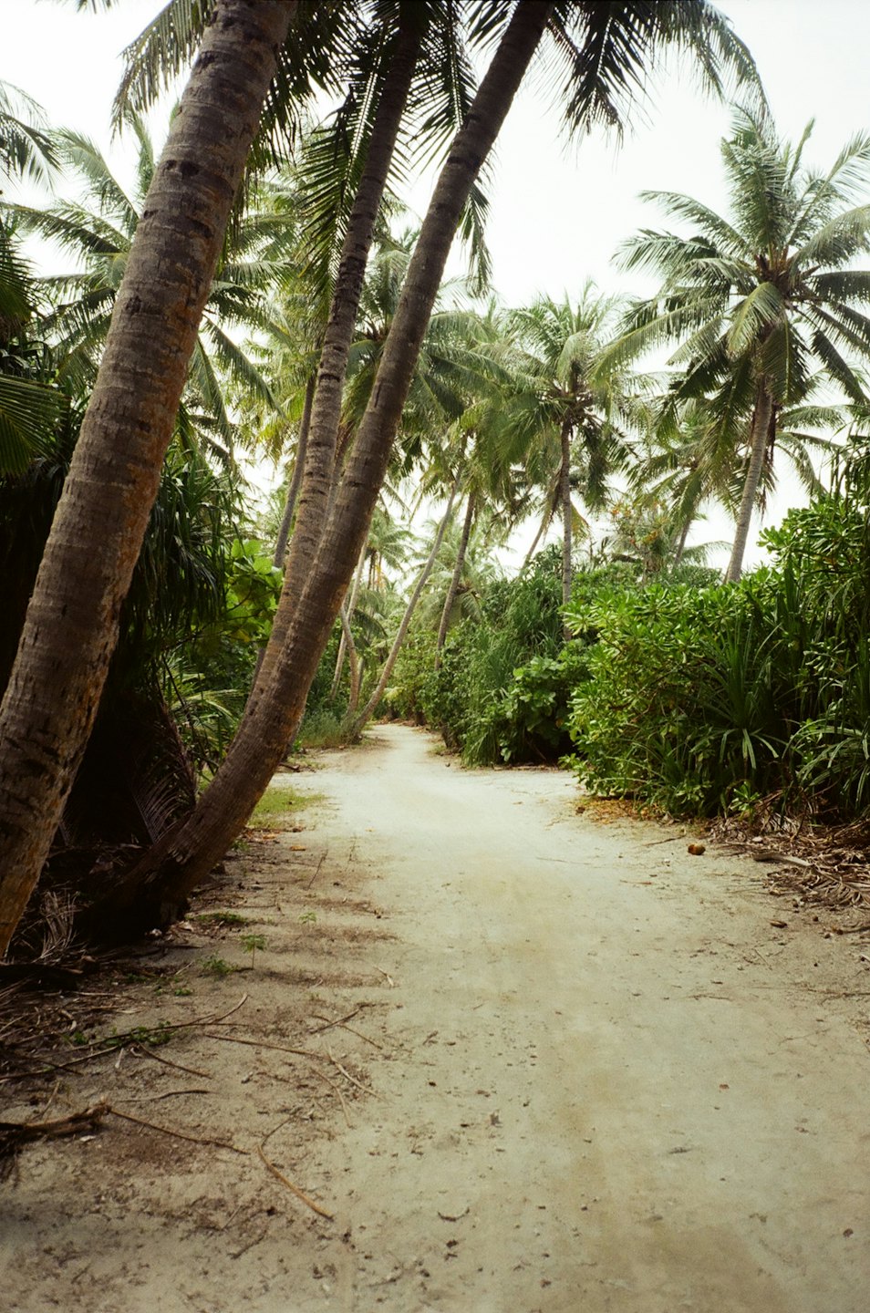 A sandy path winds through a dense tropical palm forest.