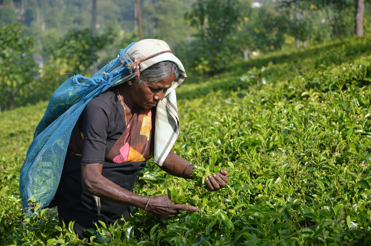 Woman picking fresh green tea leaves in a plantation.